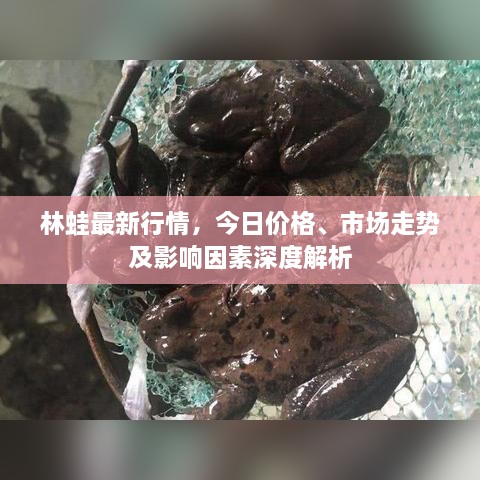 林蛙最新行情，今日價(jià)格、市場(chǎng)走勢(shì)及影響因素深度解析