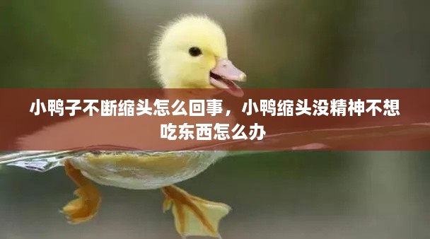 小鴨子不斷縮頭怎么回事，小鴨縮頭沒精神不想吃東西怎么辦 