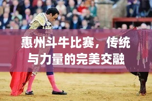 惠州斗牛比賽，傳統(tǒng)與力量的完美交融