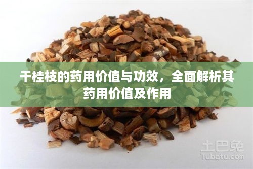 干桂枝的藥用價值與功效，全面解析其藥用價值及作用