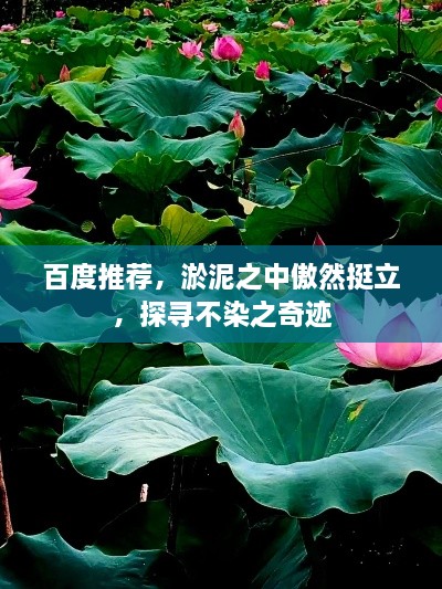 百度推薦，淤泥之中傲然挺立，探尋不染之奇跡