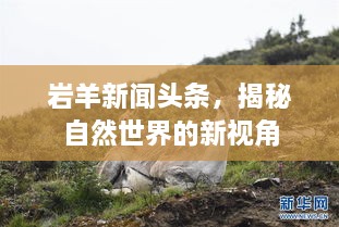 巖羊新聞頭條，揭秘自然世界的新視角