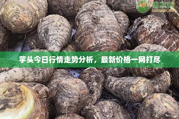 芋頭今日行情走勢分析，最新價格一網(wǎng)打盡