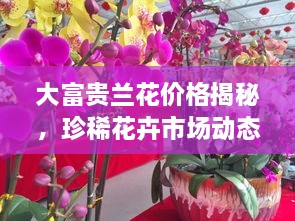 大富貴蘭花價格揭秘，珍稀花卉市場動態(tài)與價值探究