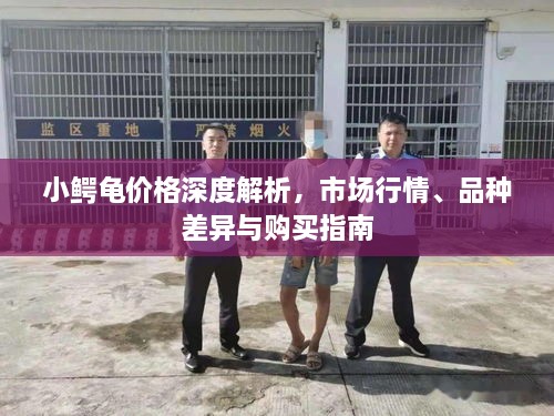 小鱷龜價格深度解析，市場行情、品種差異與購買指南