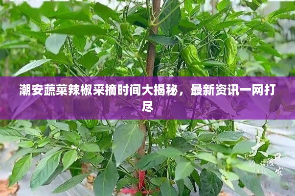 潮安蔬菜辣椒采摘時間大揭秘，最新資訊一網(wǎng)打盡