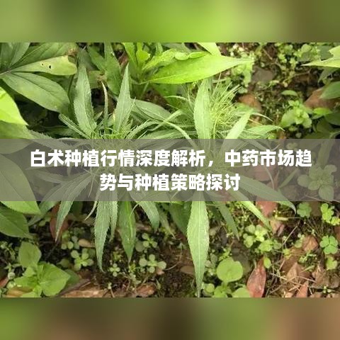 白術(shù)種植行情深度解析，中藥市場趨勢與種植策略探討