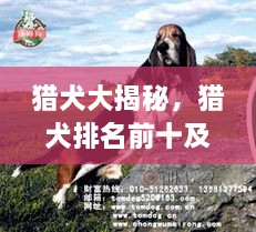 獵犬大揭秘，獵犬排名前十及詳細(xì)圖片介紹