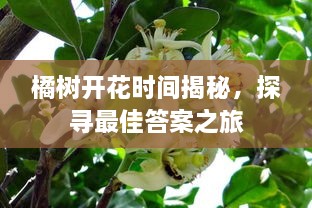 橘樹開花時間揭秘，探尋最佳答案之旅