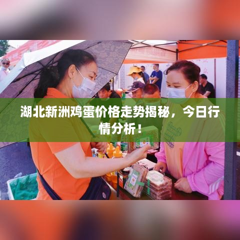 湖北新洲雞蛋價(jià)格走勢(shì)揭秘，今日行情分析！