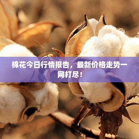 棉花今日行情報(bào)告，最新價(jià)格走勢(shì)一網(wǎng)打盡！