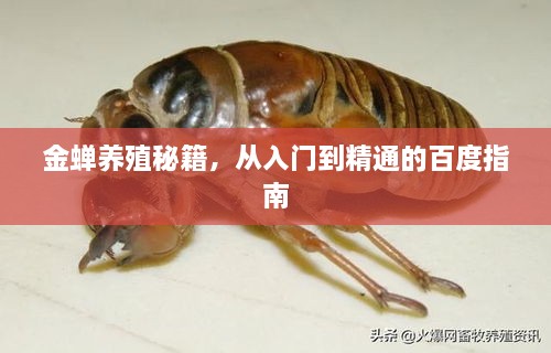 金蟬養(yǎng)殖秘籍，從入門(mén)到精通的百度指南