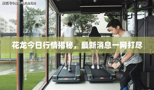 花龍今日行情揭秘，最新消息一網(wǎng)打盡