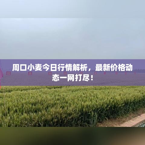 周口小麥今日行情解析，最新價格動態(tài)一網(wǎng)打盡！
