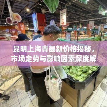 昆明上海青最新價格揭秘，市場走勢與影響因素深度解析