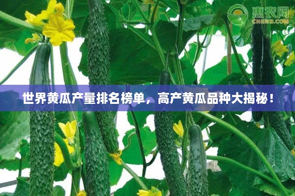 世界黃瓜產(chǎn)量排名榜單，高產(chǎn)黃瓜品種大揭秘！