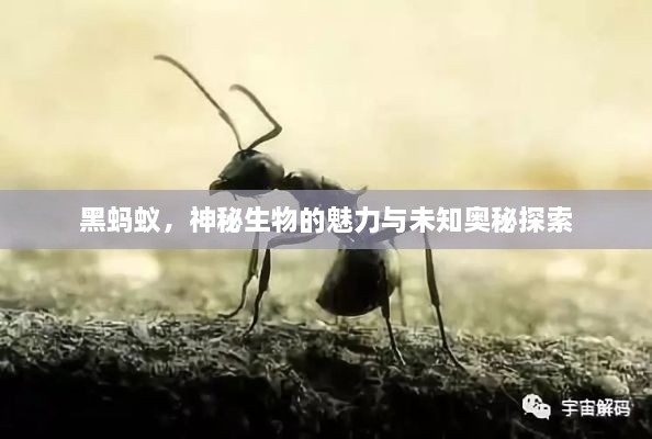 黑螞蟻，神秘生物的魅力與未知奧秘探索