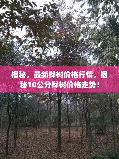 揭秘，最新櫸樹價(jià)格行情，揭秘10公分櫸樹價(jià)格走勢(shì)！