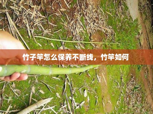 竹子竿怎么保養(yǎng)不斷線，竹竿如何 
