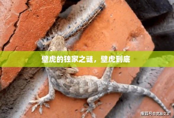 壁虎的獨家之謎，壁虎到底 