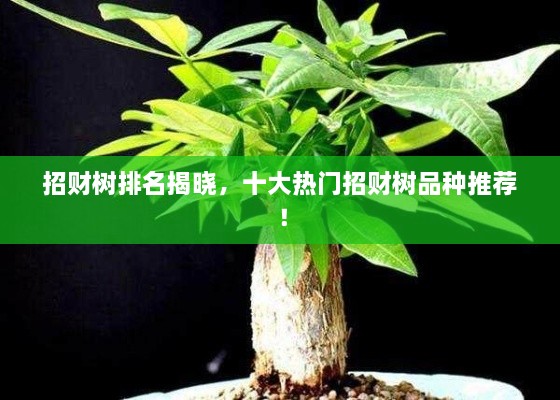 招財樹排名揭曉，十大熱門招財樹品種推薦！