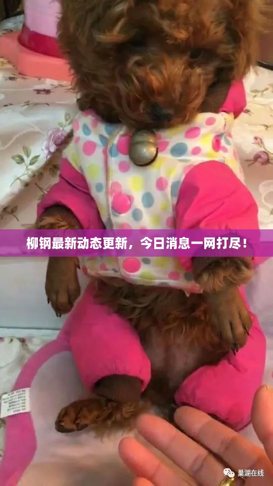 柳鋼最新動(dòng)態(tài)更新，今日消息一網(wǎng)打盡！
