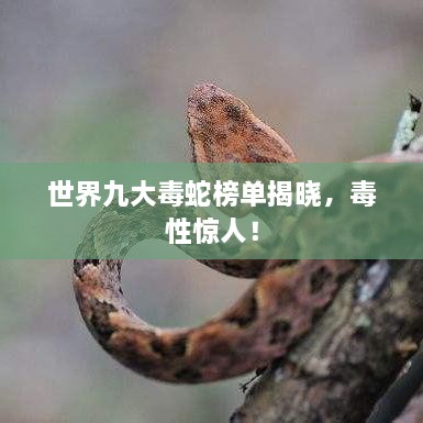 世界九大毒蛇榜單揭曉，毒性驚人！