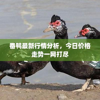 番鴨最新行情分析，今日價格走勢一網(wǎng)打盡