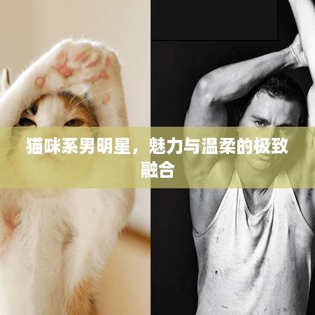 貓咪系男明星，魅力與溫柔的極致融合