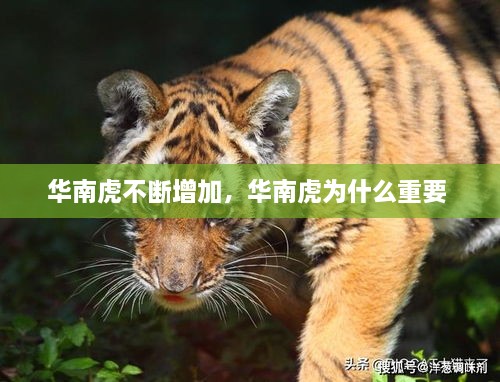 張皇無措