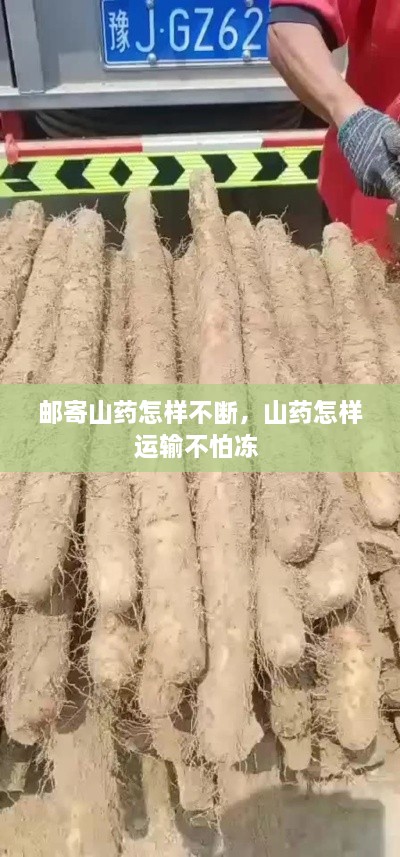 郵寄山藥怎樣不斷，山藥怎樣運(yùn)輸不怕凍 
