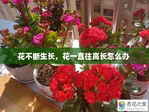 花不斷生長，花一直往高長怎么辦 