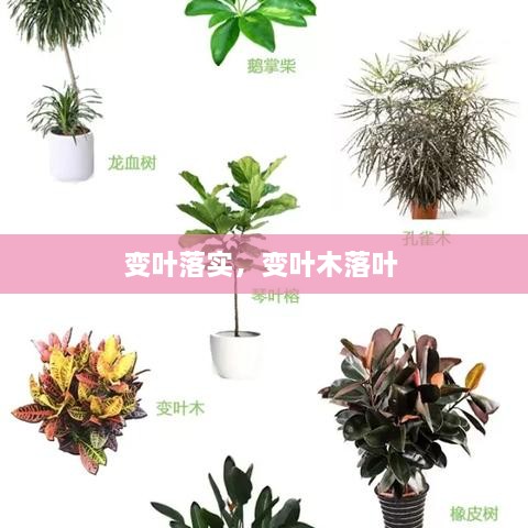 變?nèi)~落實，變?nèi)~木落葉 