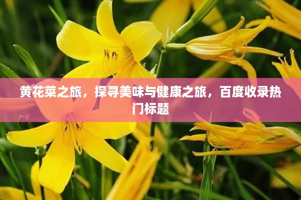 黃花菜之旅，探尋美味與健康之旅，百度收錄熱門標(biāo)題