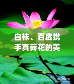 白襪、百度攜手真荷花的美麗奇緣