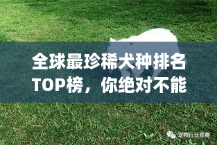全球最珍稀犬種排名TOP榜，你絕對(duì)不能錯(cuò)過！