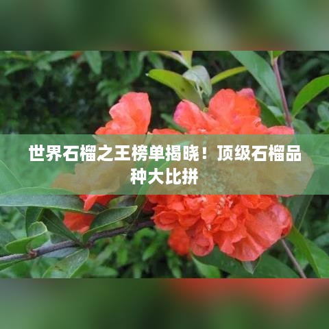世界石榴之王榜單揭曉！頂級石榴品種大比拼